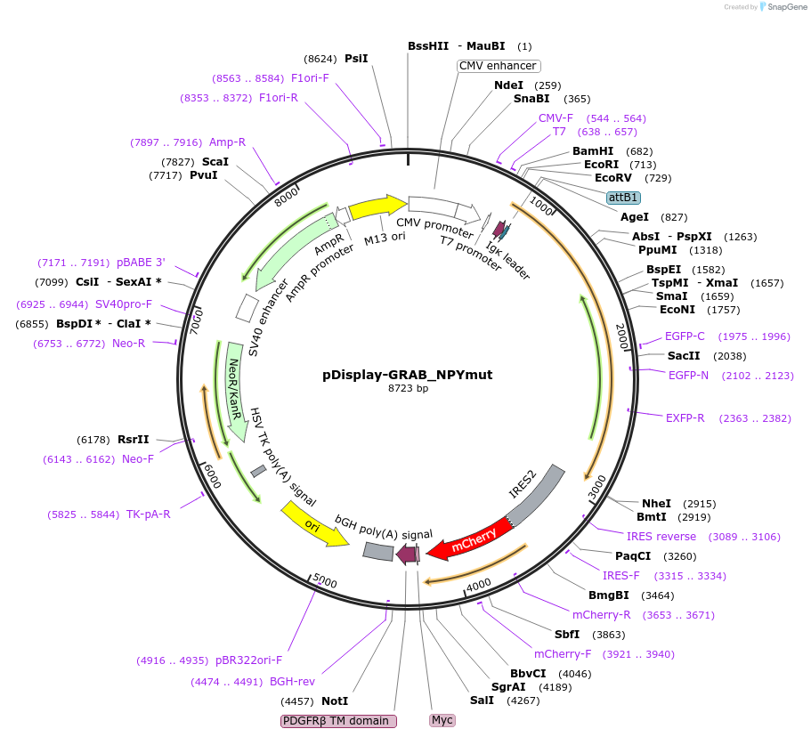 208678-plasmid-map-sequence-id-412165