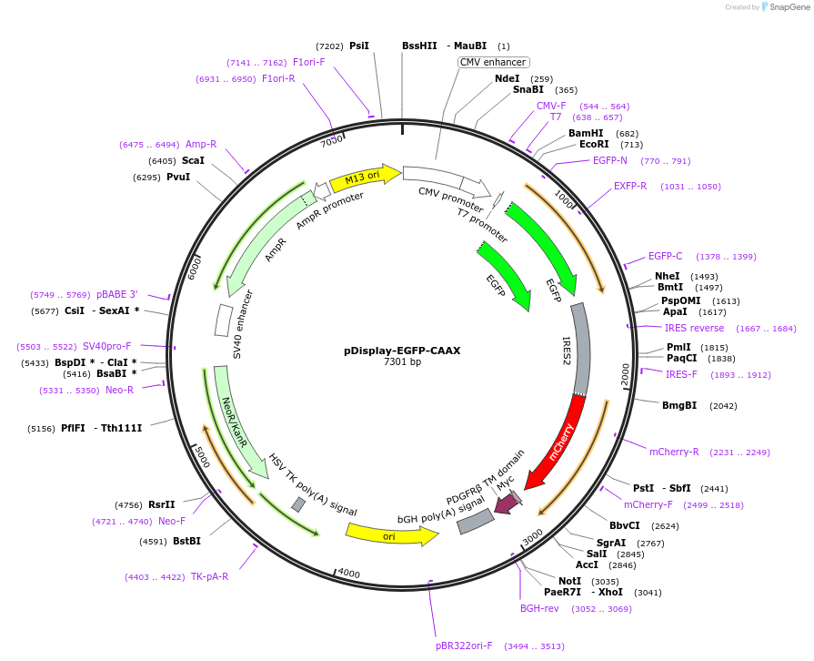 208683-plasmid-map-sequence-id-412176