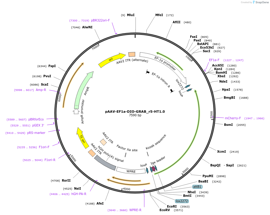 208725-plasmid-map-sequence-id-412184