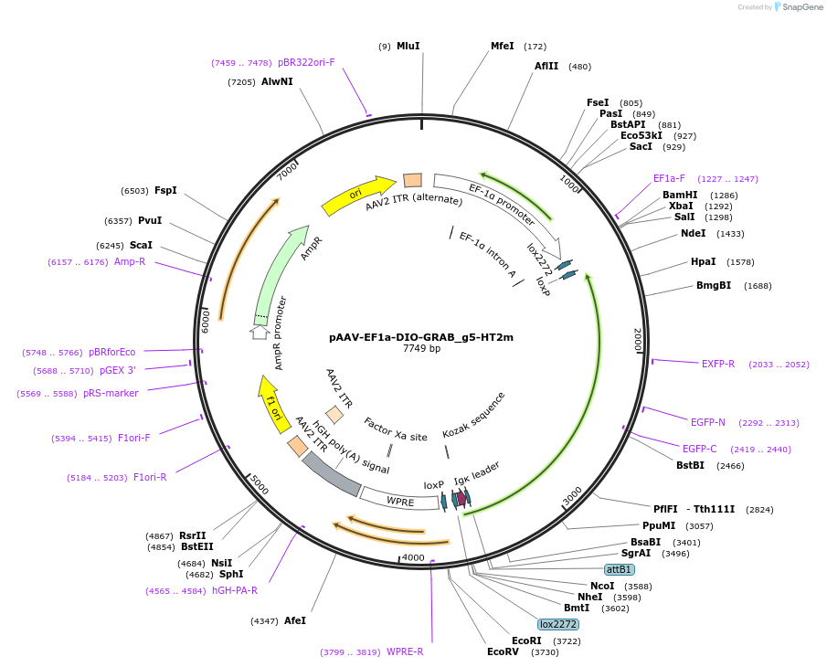 208722-plasmid-map-sequence-id-412188