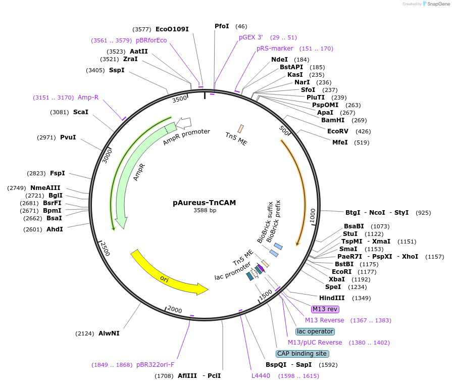199807-plasmid-map-sequence-id-412227