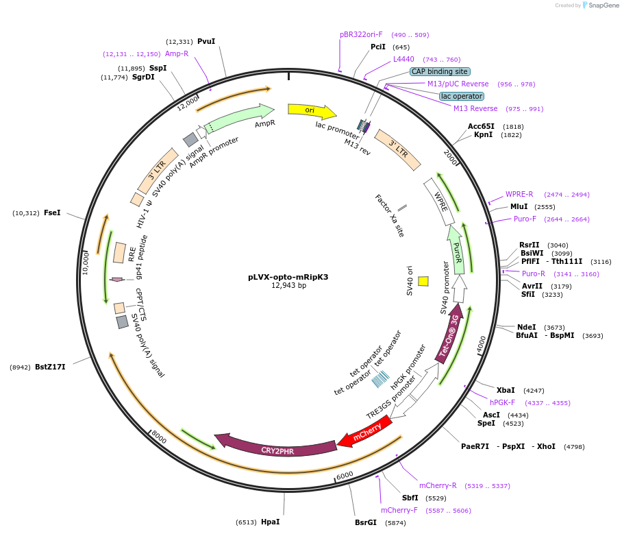 208783-plasmid-map-sequence-id-412244