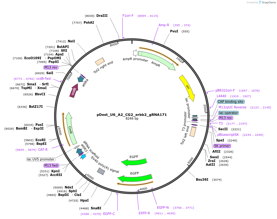199385-plasmid-map-sequence-id-412246