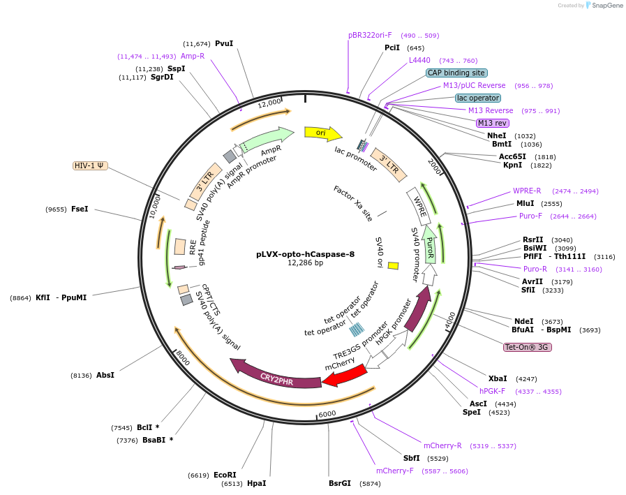 208786-plasmid-map-sequence-id-412251