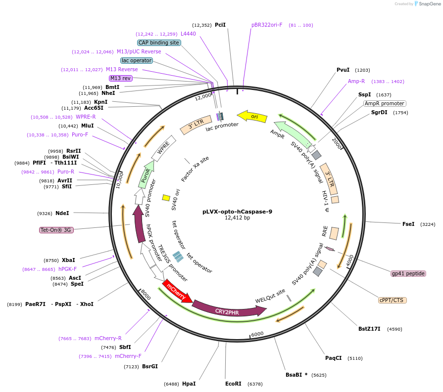 208787-plasmid-map-sequence-id-412254