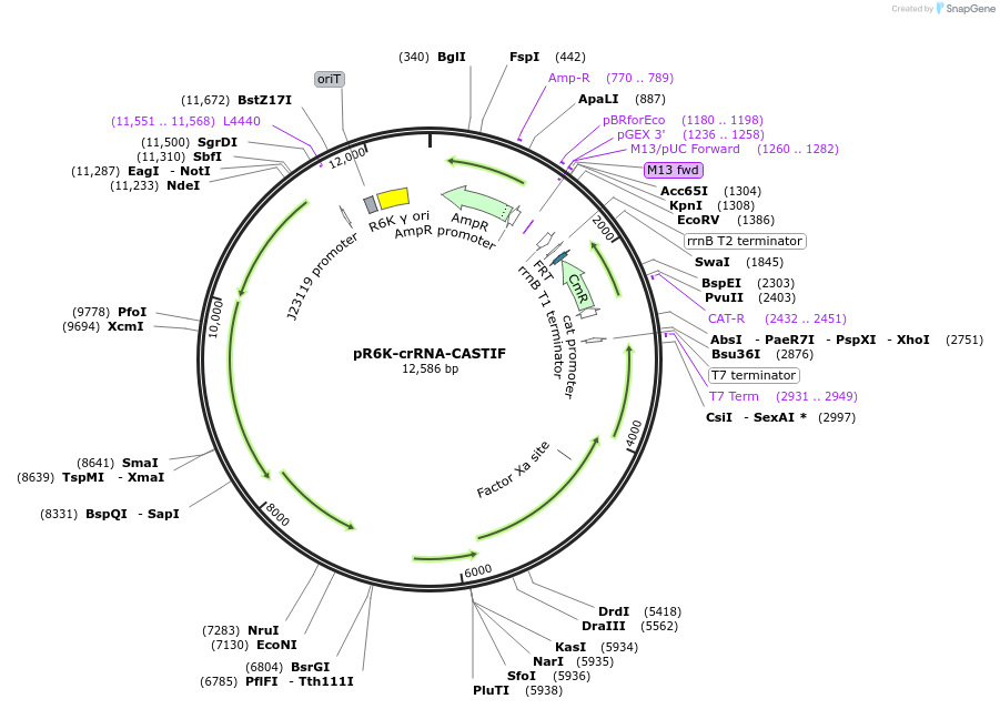 199654-plasmid-map-sequence-id-412255