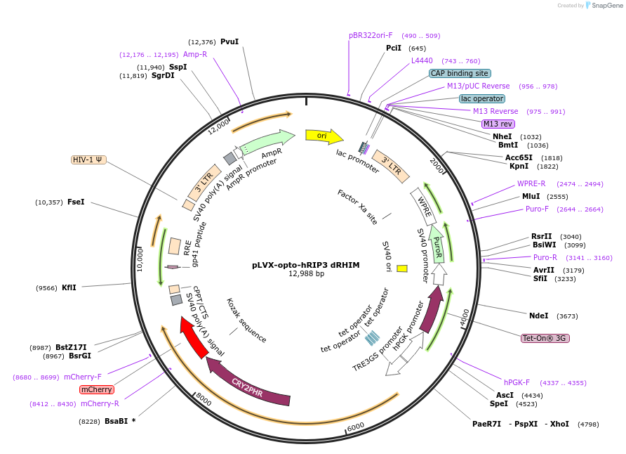 208788-plasmid-map-sequence-id-412257
