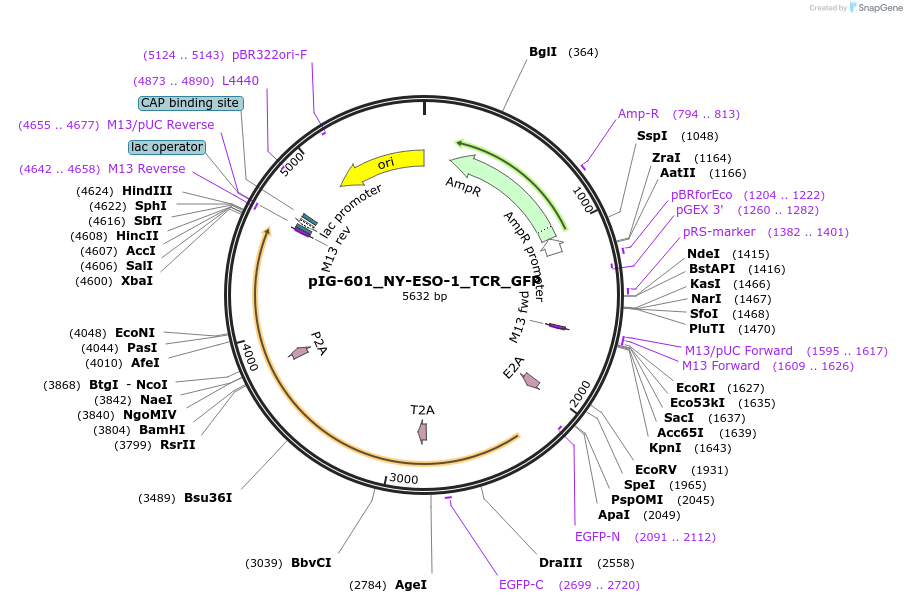 207482-plasmid-map-sequence-id-412258