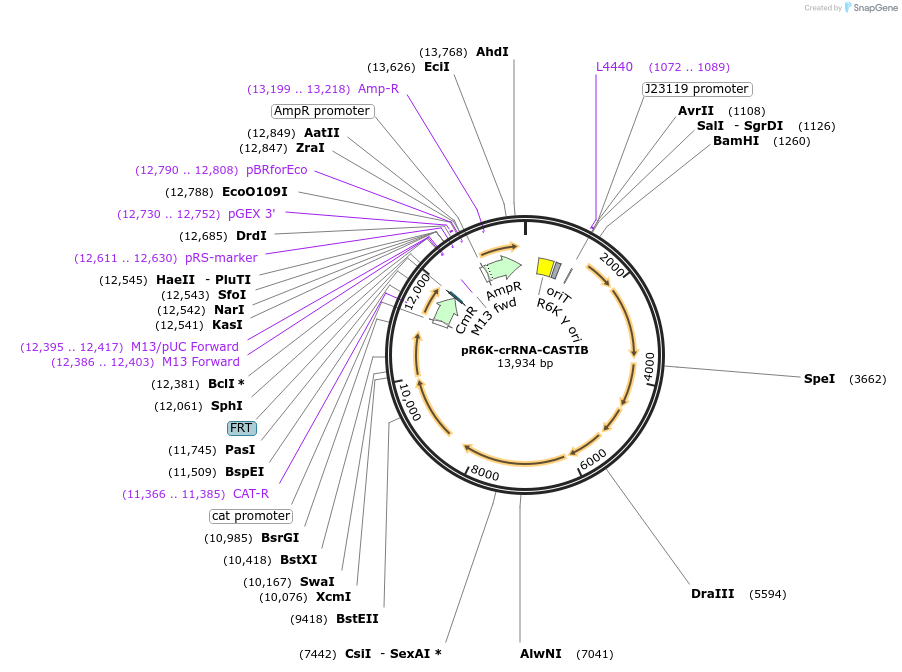 199656-plasmid-map-sequence-id-412263