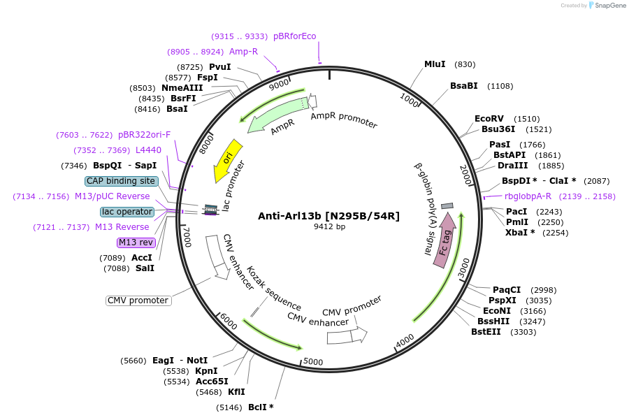 206616-plasmid-map-sequence-id-412269
