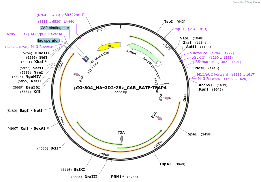 207491-plasmid-map-sequence-id-412292