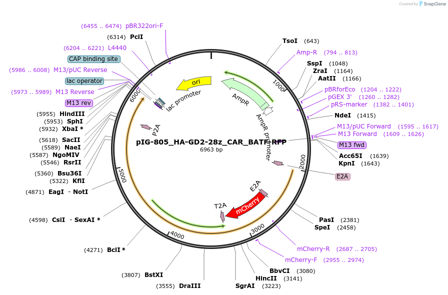 207492-plasmid-map-sequence-id-412295