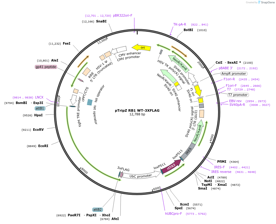 209070-plasmid-map-sequence-id-412296