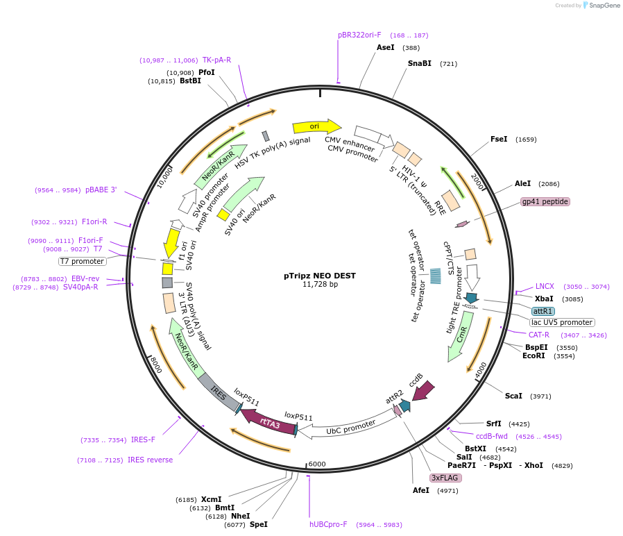 209072-plasmid-map-sequence-id-412301