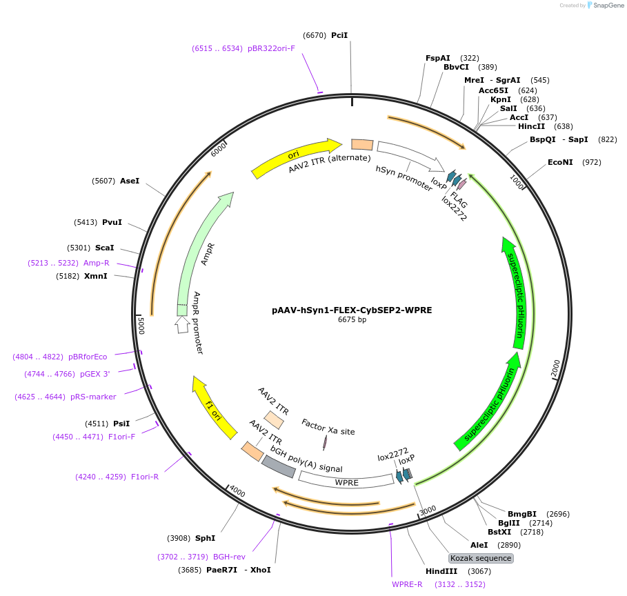 207661-plasmid-map-sequence-id-412306