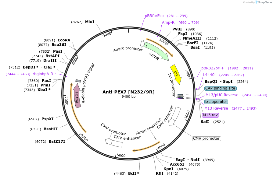 206544-plasmid-map-sequence-id-412307
