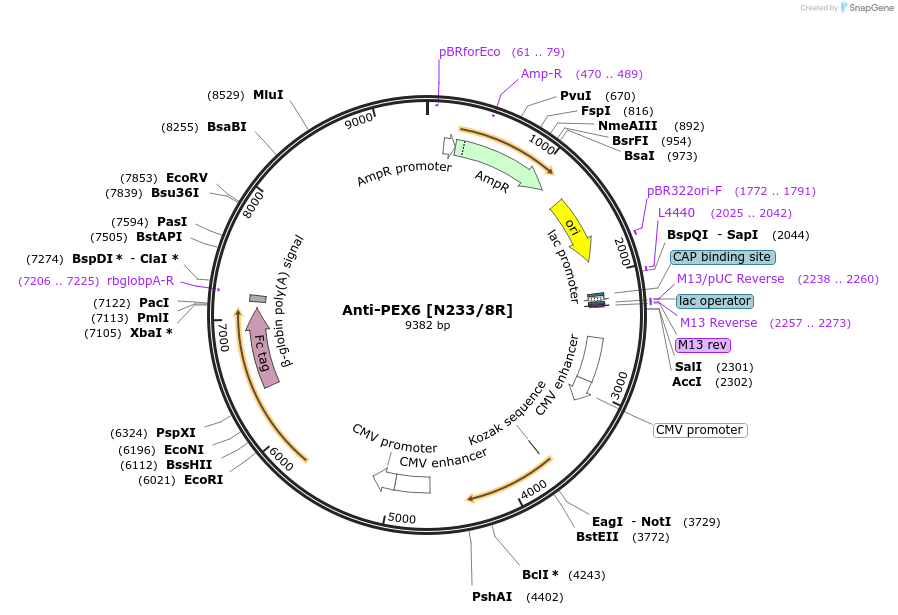 206545-plasmid-map-sequence-id-412310