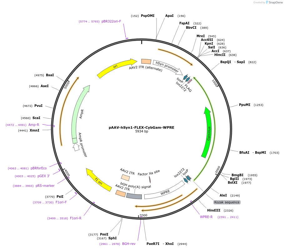 207662-plasmid-map-sequence-id-412311
