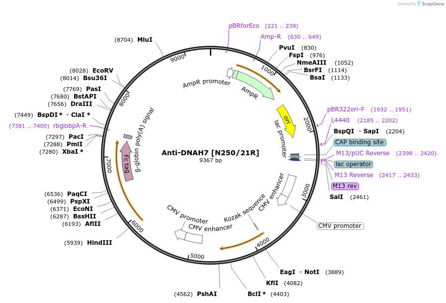 206547-plasmid-map-sequence-id-412315