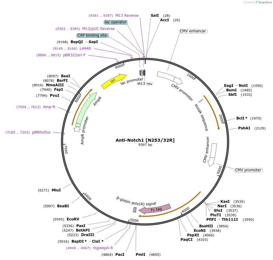 206549-plasmid-map-sequence-id-412319