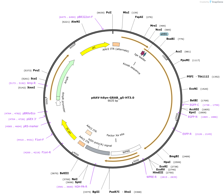 208717-plasmid-map-sequence-id-412322