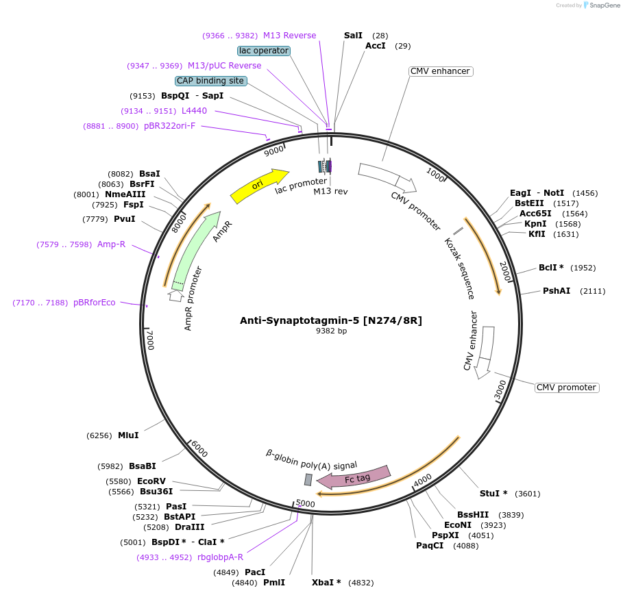 206550-plasmid-map-sequence-id-412323