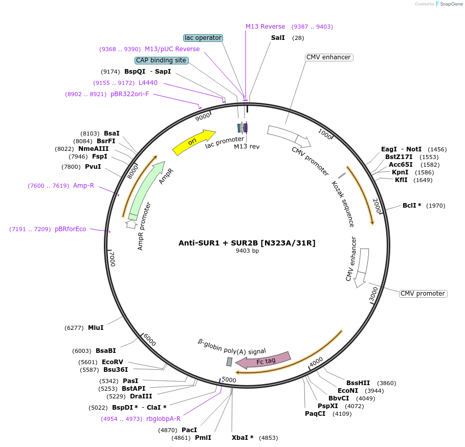 206553-plasmid-map-sequence-id-412331