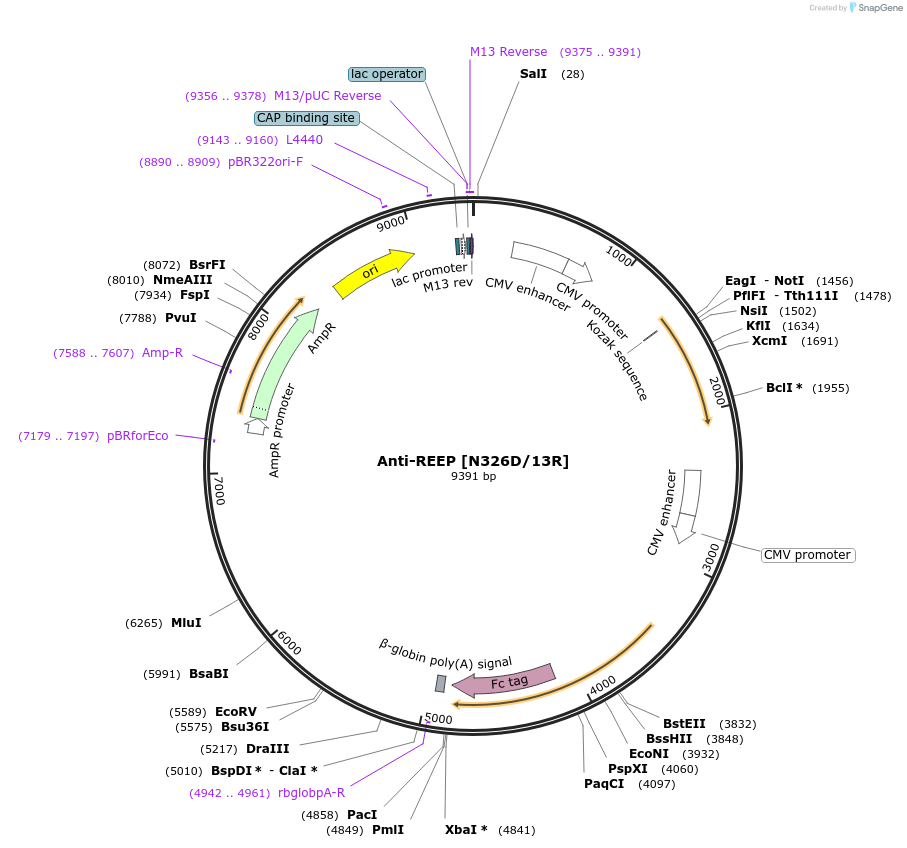 206554-plasmid-map-sequence-id-412333