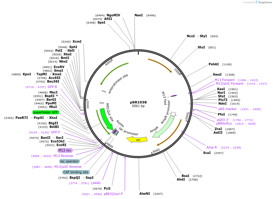 208737-plasmid-map-sequence-id-412343