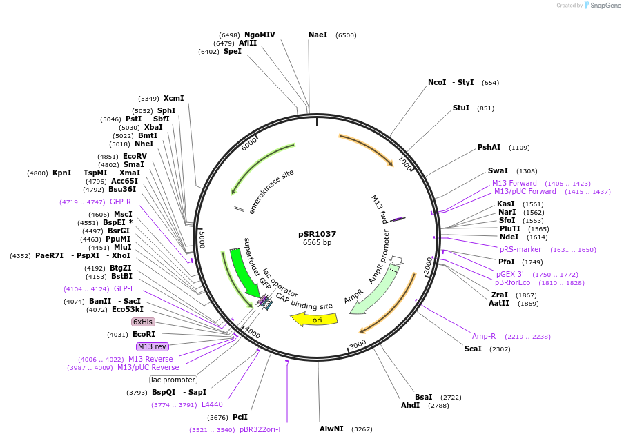208736-plasmid-map-sequence-id-412351