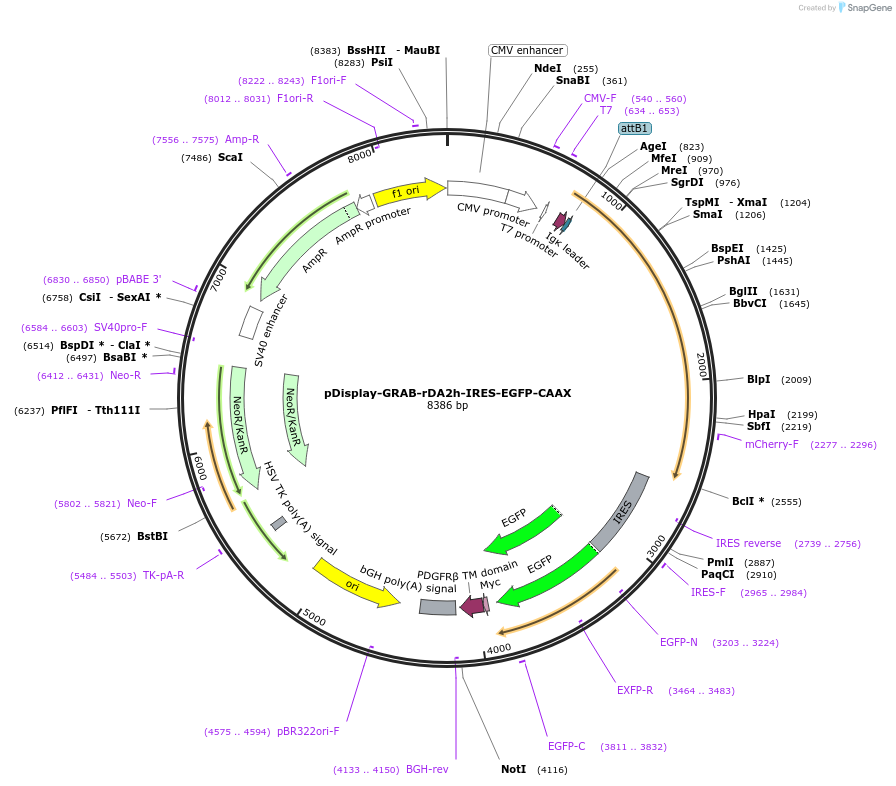 208695-plasmid-map-sequence-id-412356