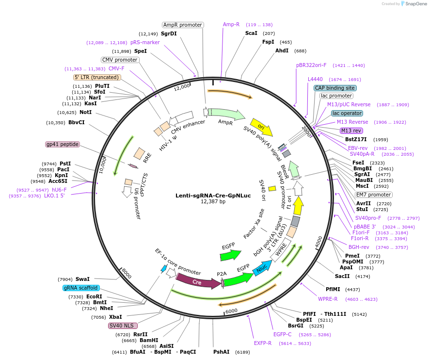 208382-plasmid-map-sequence-id-412369
