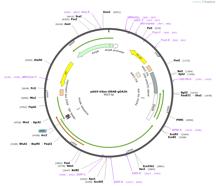 208699-plasmid-map-sequence-id-412373