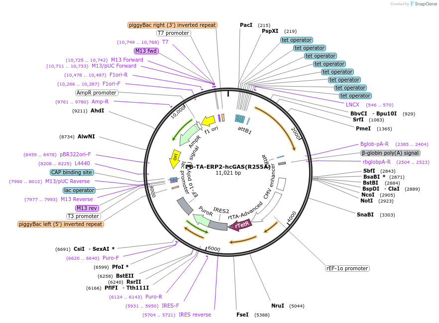 208397-plasmid-map-sequence-id-412382