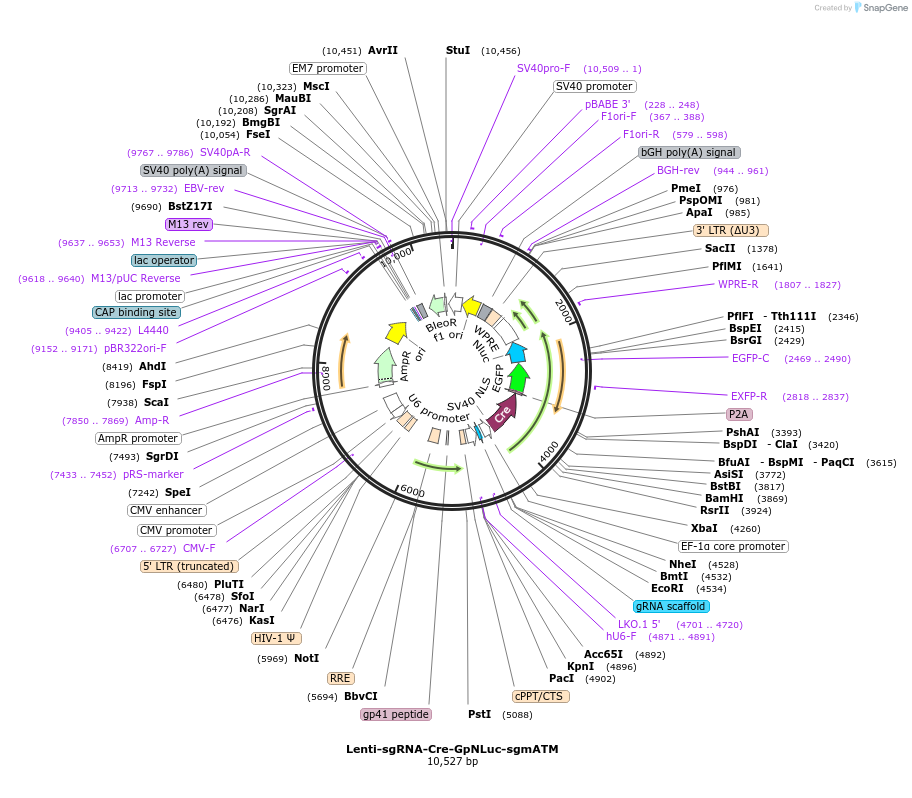 208392-plasmid-map-sequence-id-412463