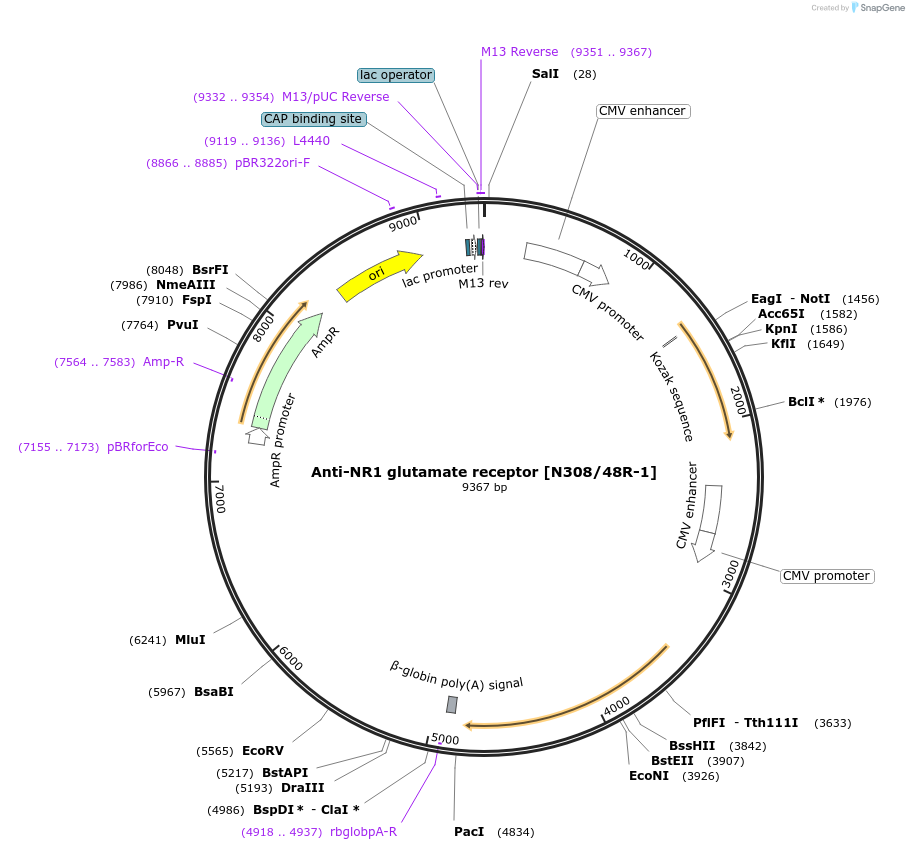 206709-plasmid-map-sequence-id-412465
