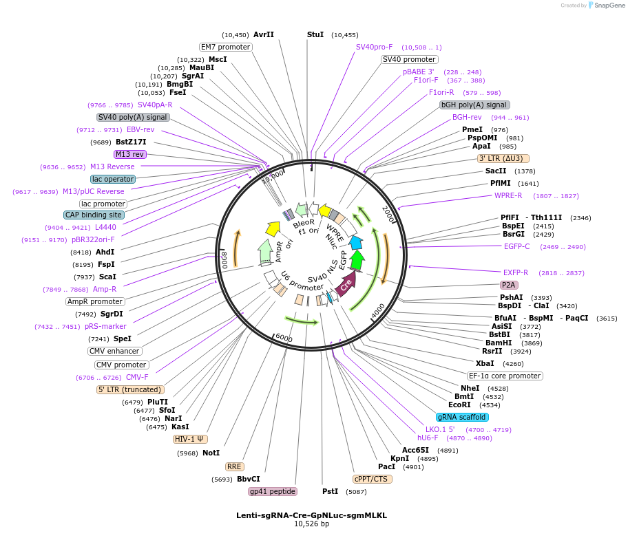 208391-plasmid-map-sequence-id-412471