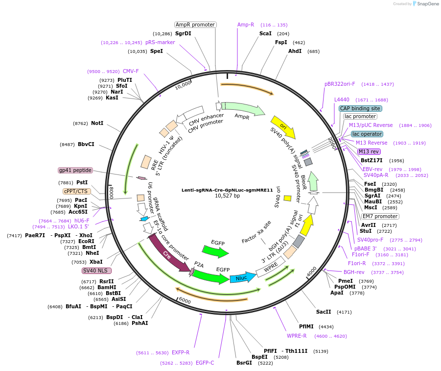 208384-plasmid-map-sequence-id-412477
