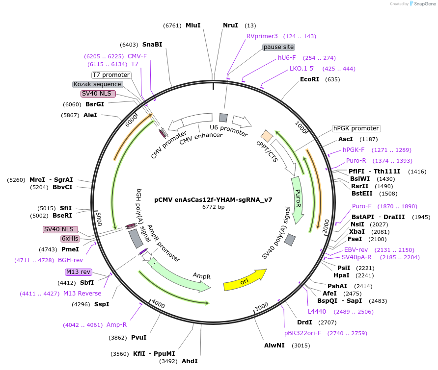 208356-plasmid-map-sequence-id-412478