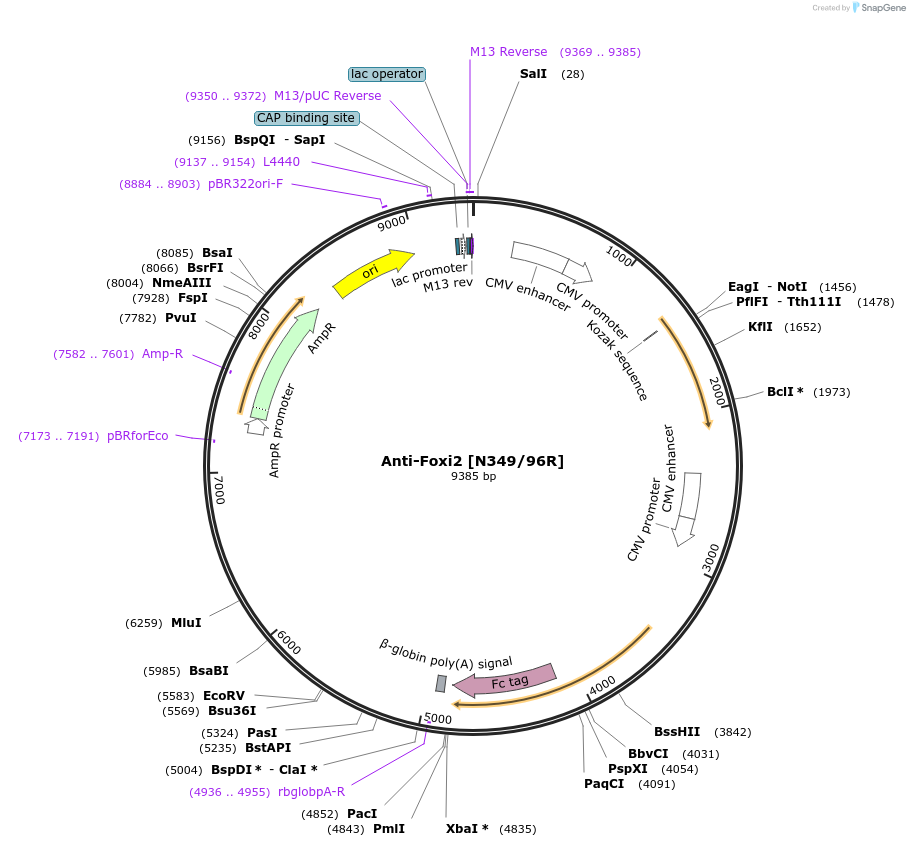206559-plasmid-map-sequence-id-412500