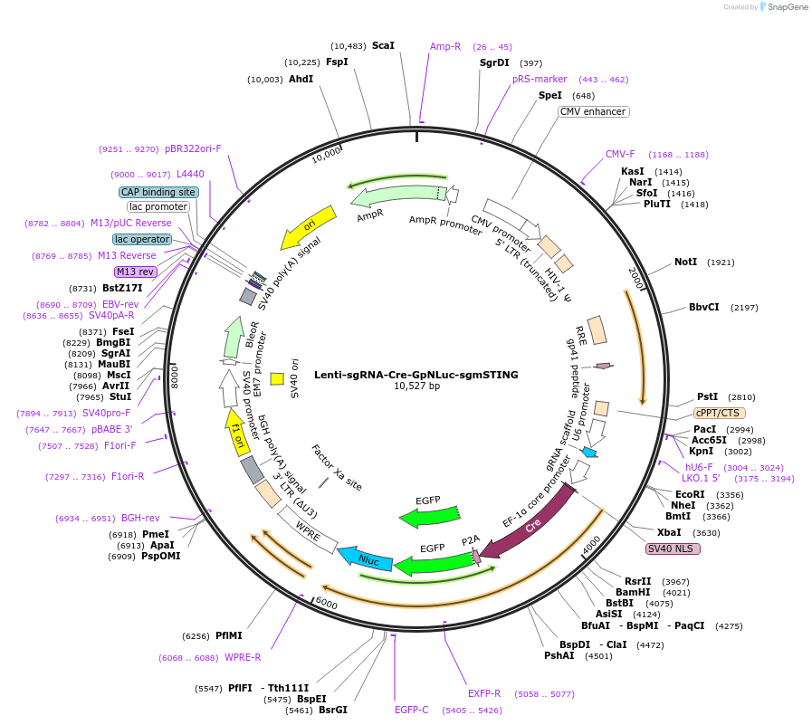 208386-plasmid-map-sequence-id-412503