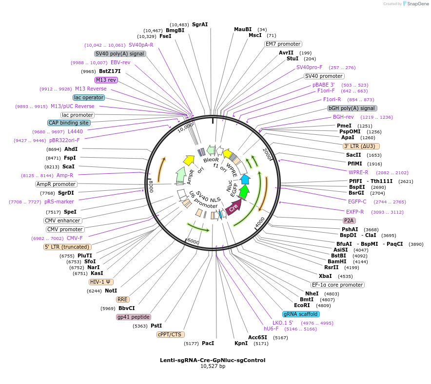 208383-plasmid-map-sequence-id-412506