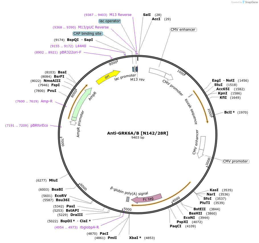 206533-plasmid-map-sequence-id-412511