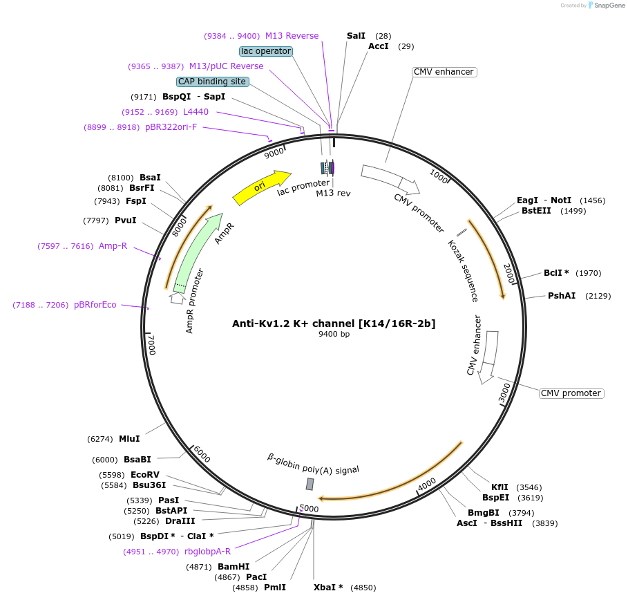 206621-plasmid-map-sequence-id-412520