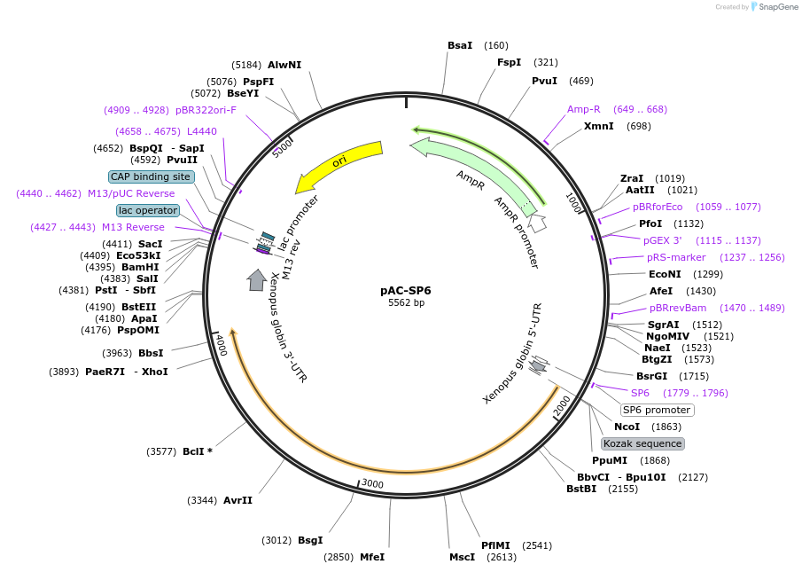 102418-plasmid-map-sequence-id-412536