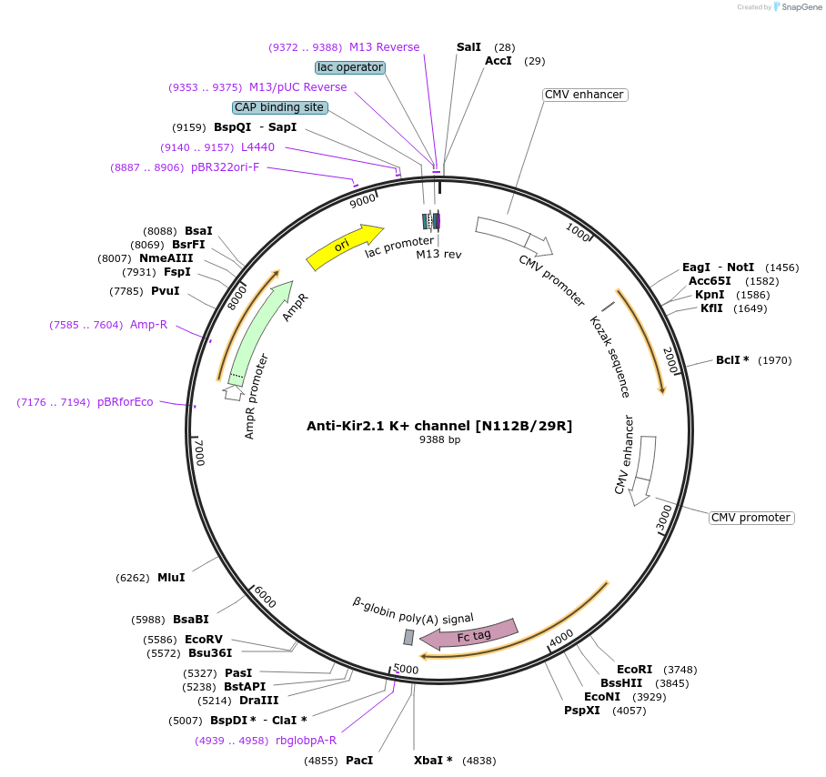 206613-plasmid-map-sequence-id-412538