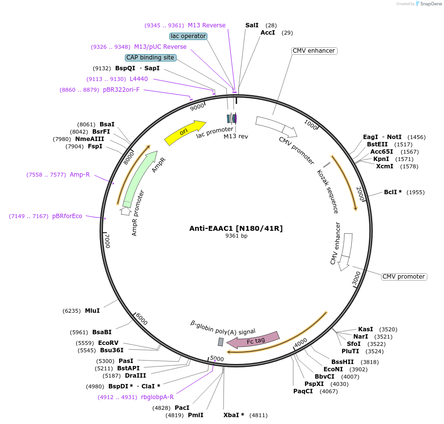 206615-plasmid-map-sequence-id-412539