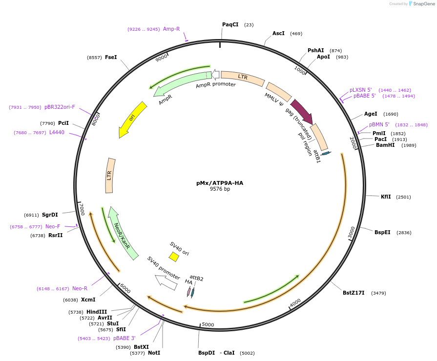 209230-plasmid-map-sequence-id-412542
