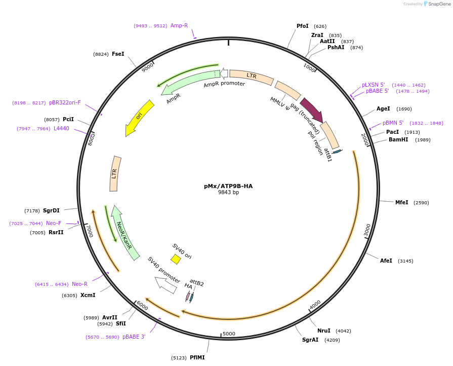 209231-plasmid-map-sequence-id-412546