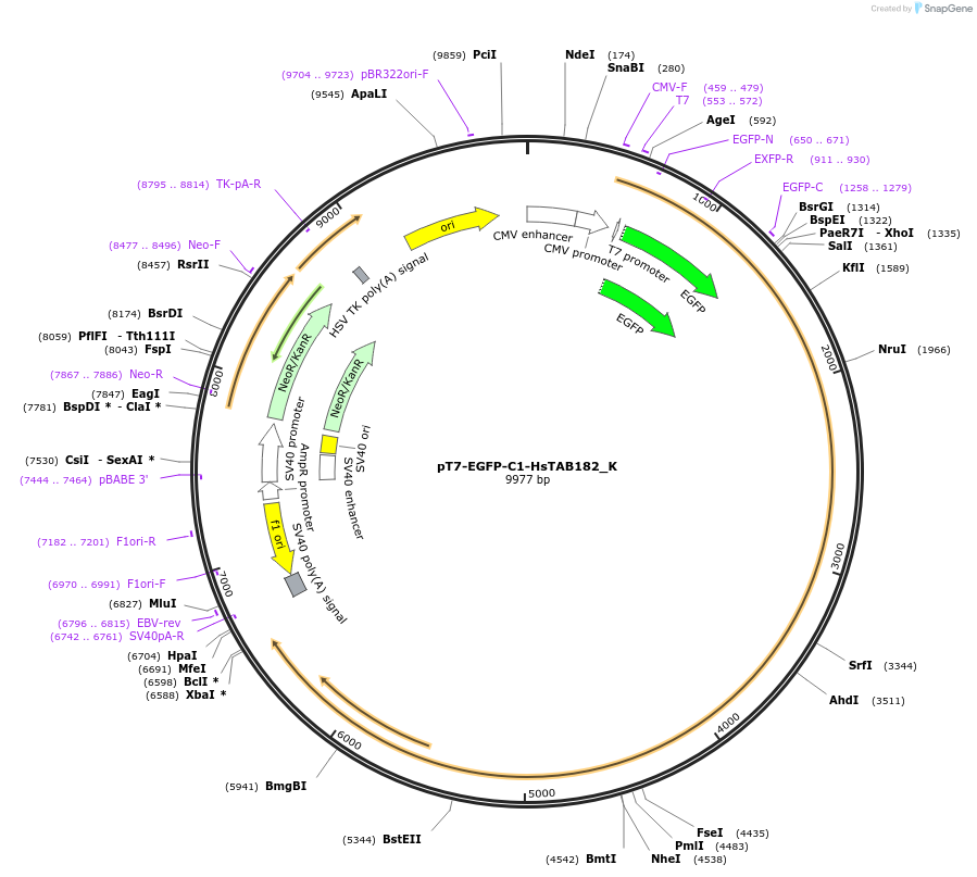 146777-plasmid-map-sequence-id-412554